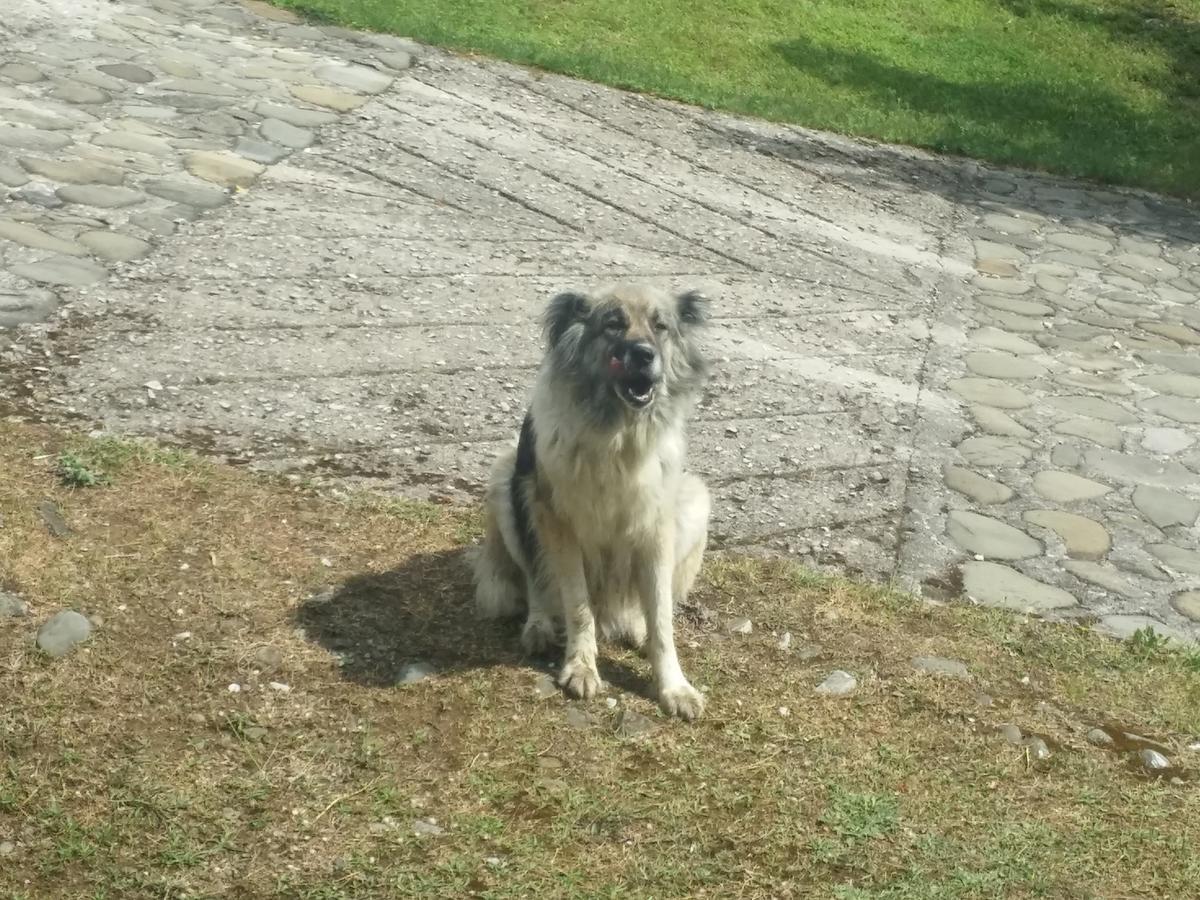 Livadaki Village Megali Kapsi Kültér fotó
